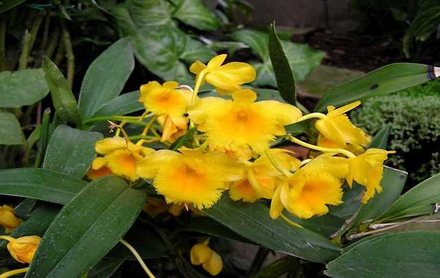 Image Name Dendrobium Chrysotoxum 2