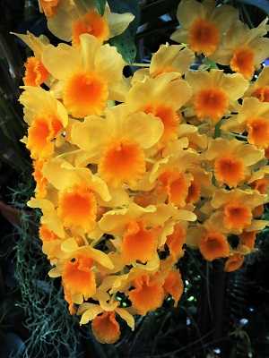 Image Name Dendrobium Chrysotoxum 3