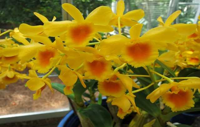 Image Name Dendrobium Chrysotoxum 4