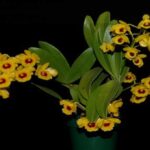 Dendrobium Chrysotoxum - How to Care for This Orchid