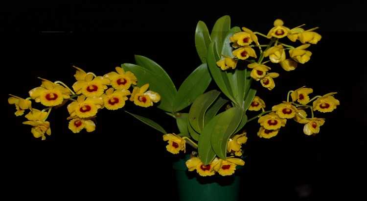 Dendrobium-Chrysotoxum-featured