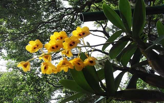 Image Name Dendrobium