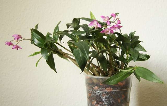 Image Name Dendrobium Kingianum 1