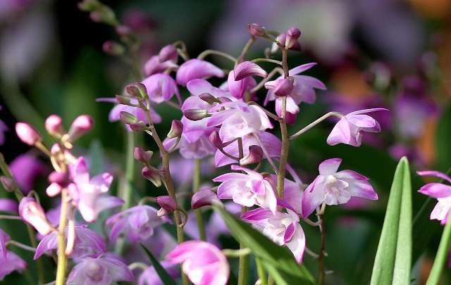 Image Name Dendrobium Kingianum 2