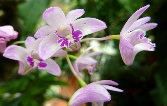 Image Name Dendrobium Kingianum 3