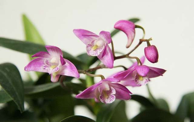 Image Name Dendrobium Kingianum 4