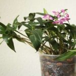 Dendrobium Kingianum – How to Care and Bloom (Step by Step)