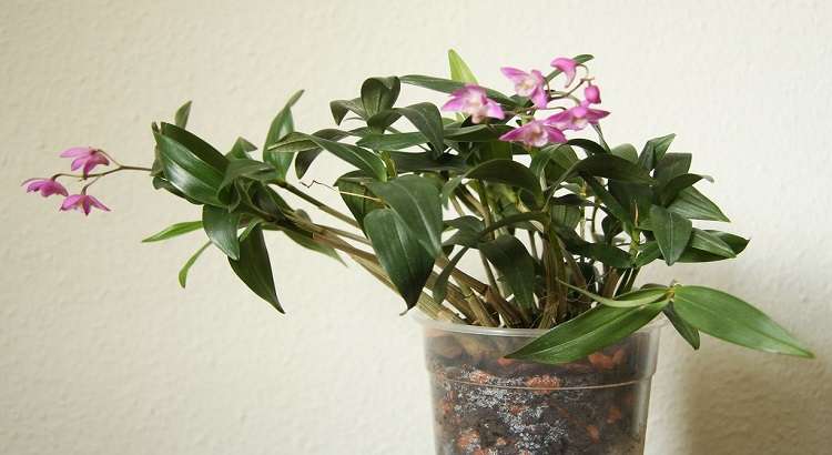 Dendrobium-Kingianum-featured image