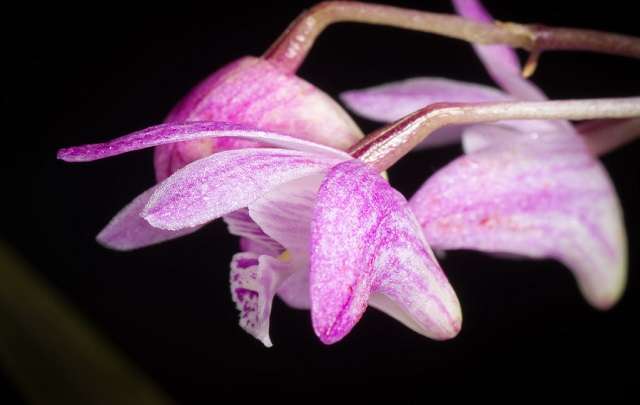 Image Name Dendrobium Kingianum flower