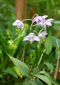 Image Name Dendrobium Kingianum in nature