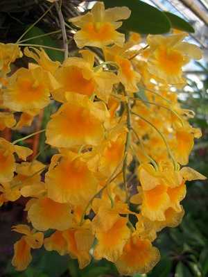 Image Name Dendrobium Lindleyi 2