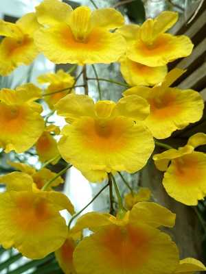 Image Name Dendrobium Lindleyi