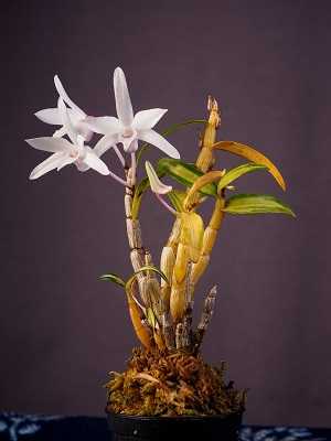 Image Name Dendrobium Moniliforme 2