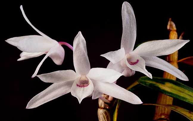 Image Name Dendrobium Moniliforme