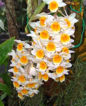 Image Name Dendrobium Thyrsiflorum 2