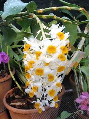 Image Name Dendrobium Thyrsiflorum flowers 02