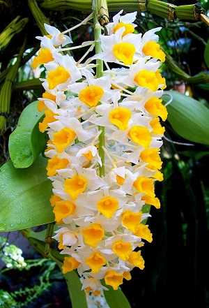 Image Name Dendrobium Thyrsiflorum flowers