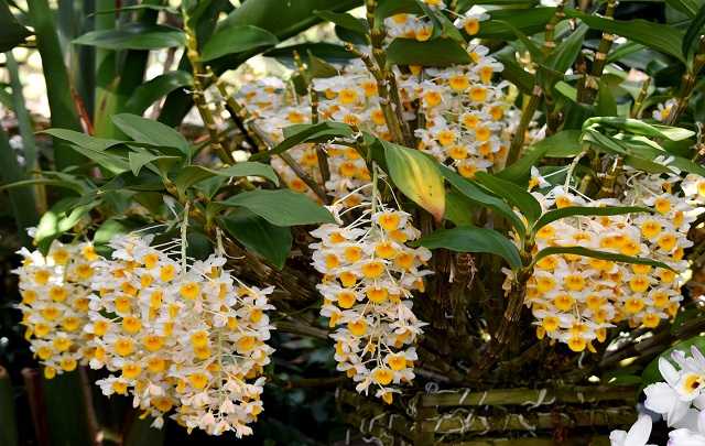 Image Name Dendrobium Thyrsiflorum