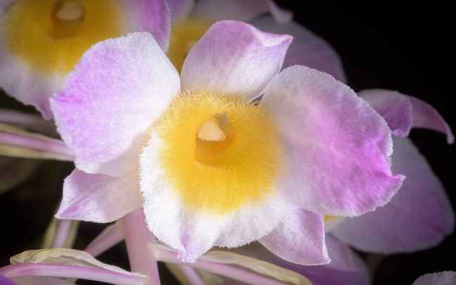 Image Name Dendrobium amabile
