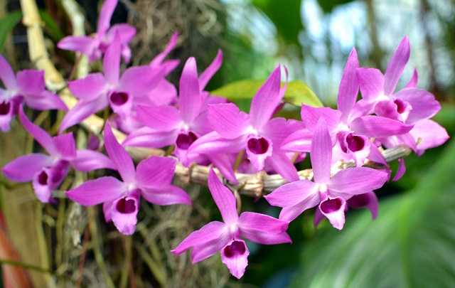 Image Name Dendrobium anosmum 1