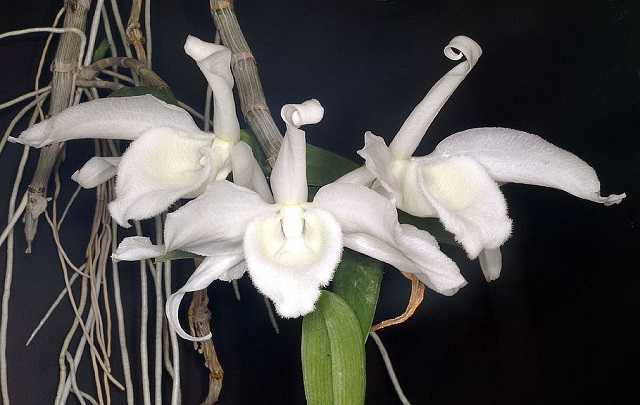Image Name Dendrobium anosmum 2