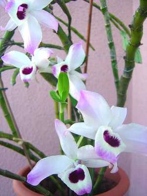 Image Name Dendrobium anosmum 3 1