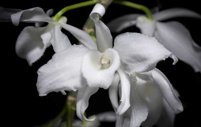 Image Name Dendrobium anosmum 4