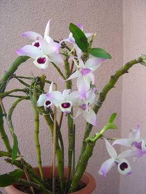 Image Name Dendrobium anosmum 5