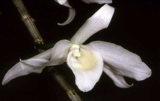 Image Name Dendrobium anosmum alba