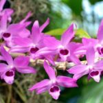 Dendrobium Anosmum - How to Grow in 7 Simple Steps
