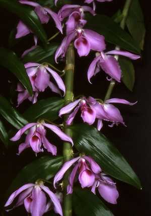 Image Name Dendrobium anosmum