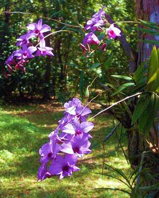 Image Name Dendrobium bigibbum planted on the tree