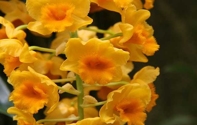 Image Name Dendrobium densiflorum 1 1