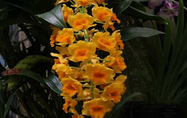 Image Name Dendrobium densiflorum 2 1