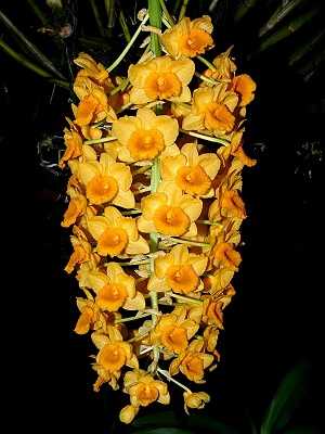 Image Name Dendrobium densiflorum 3 1