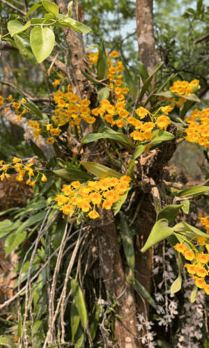 Image Name Dendrobium densiflorum on the tree 1