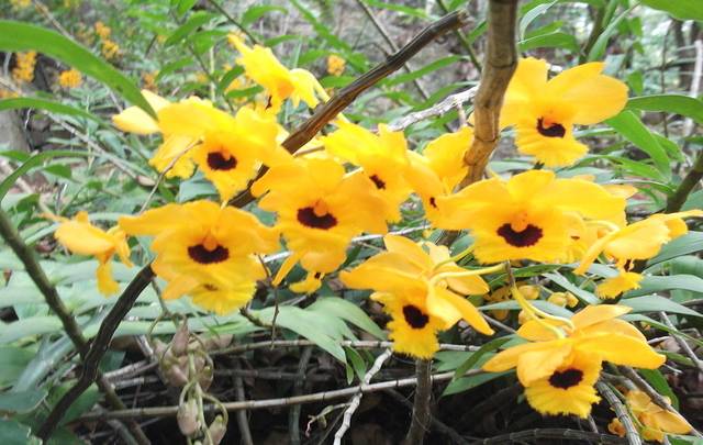 Image Name Dendrobium fimbriatum 1