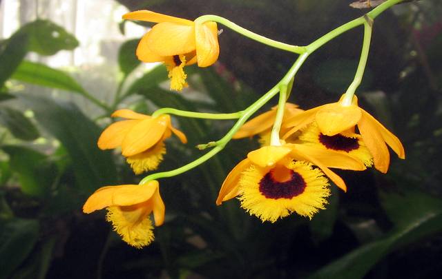 Image Name Dendrobium fimbriatum flowers