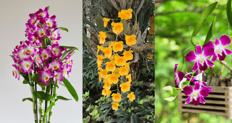 Image Name Dendrobium flowers