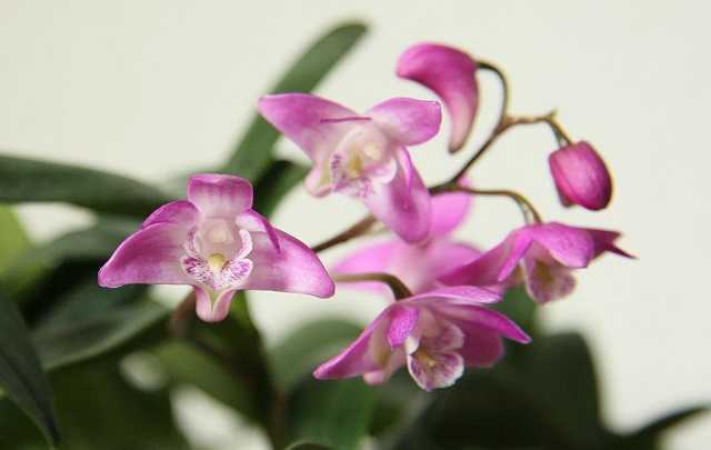 Image Name Dendrobium kingianum