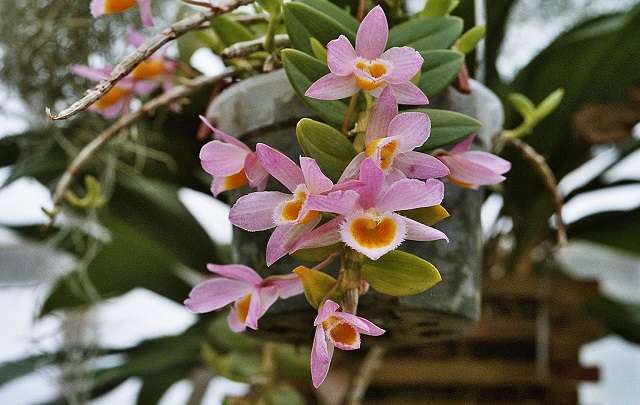 Image Name Dendrobium loddigesii 4