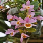 Dendrobium Loddigesii - How to Care in 5 Steps