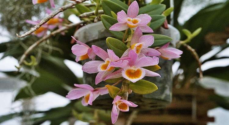 Dendrobium-loddigesii-featured-image