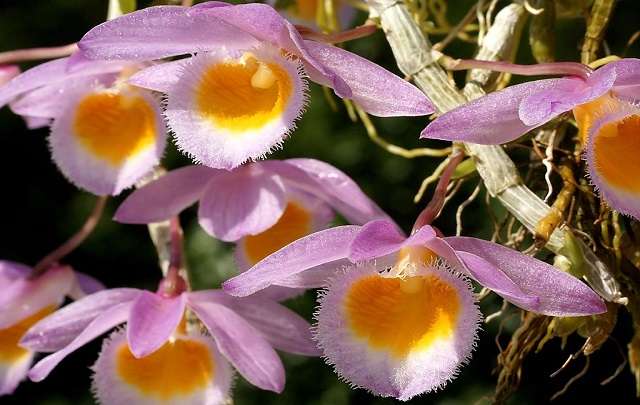 Image Name Dendrobium loddigesii flowers