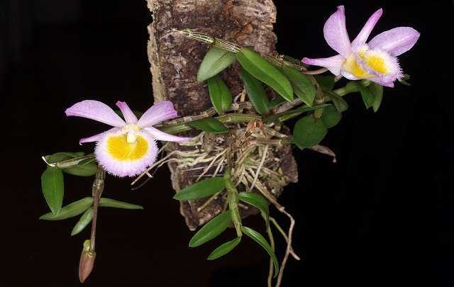 Image Name Dendrobium loddigesii