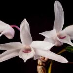 Dendrobium Moniliforme - Learn Everything About This Orchid