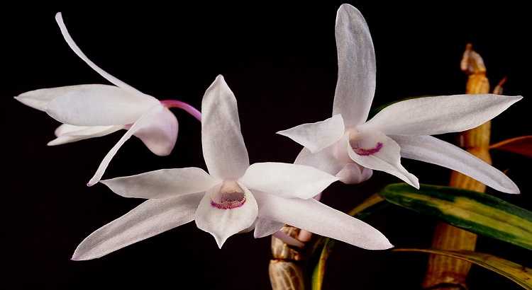 Dendrobium-moniliforme-featured