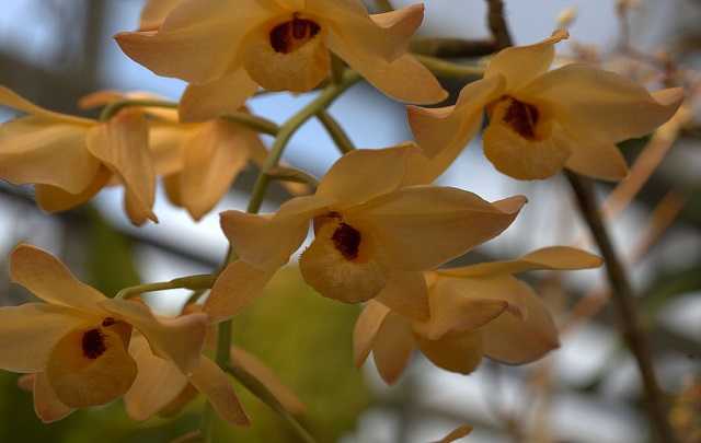 Image Name Dendrobium moschatum 1