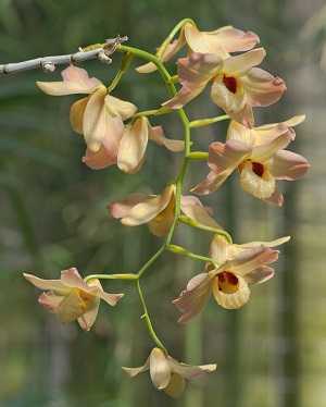 Image Name Dendrobium moschatum 2
