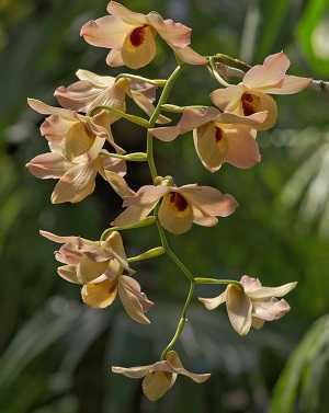 Image Name Dendrobium moschatum 3